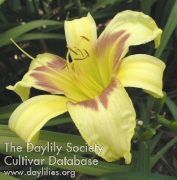 Daylily Green Eyed Giant